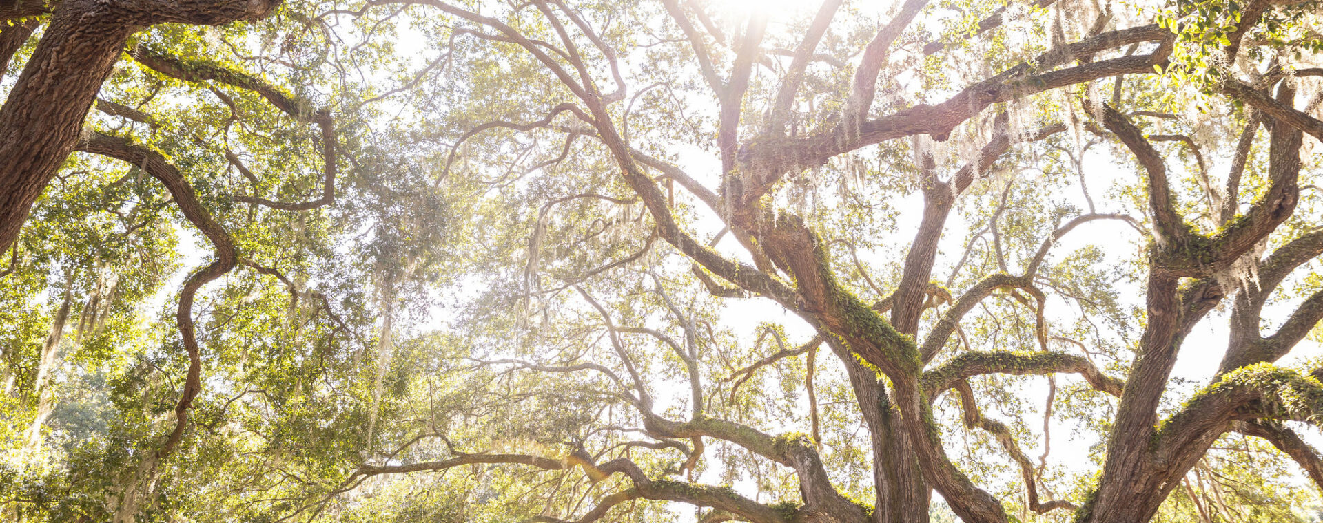 Oak trees.